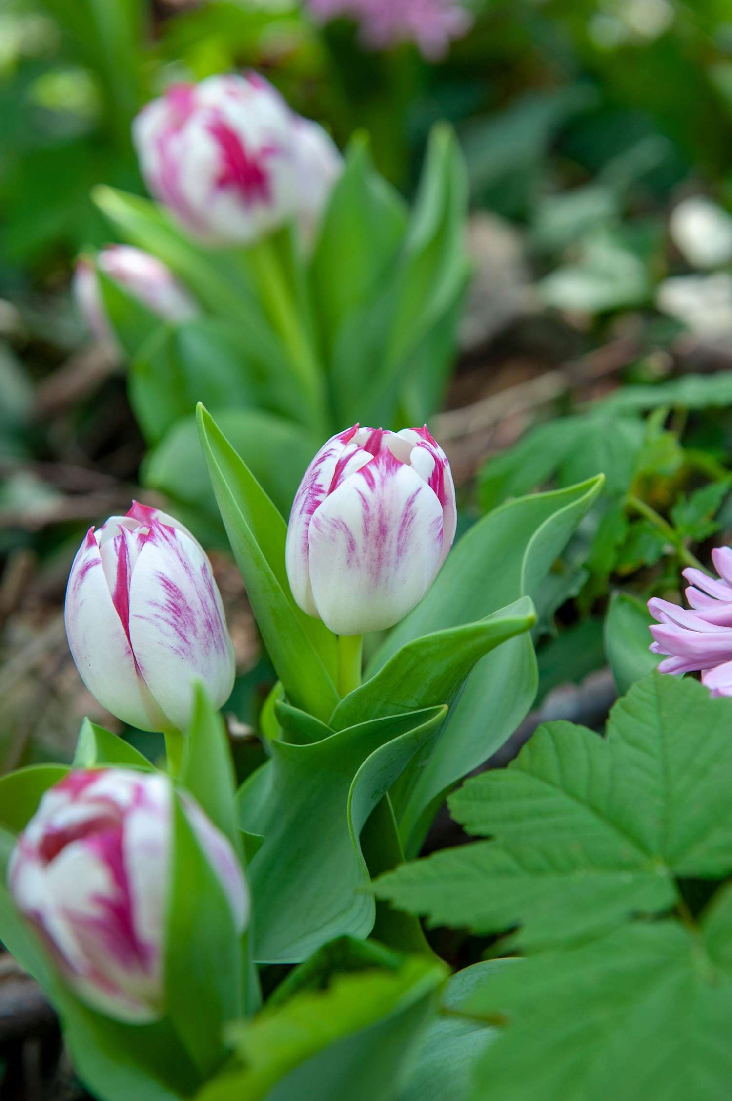Tulppaani 'Flaming Flag'